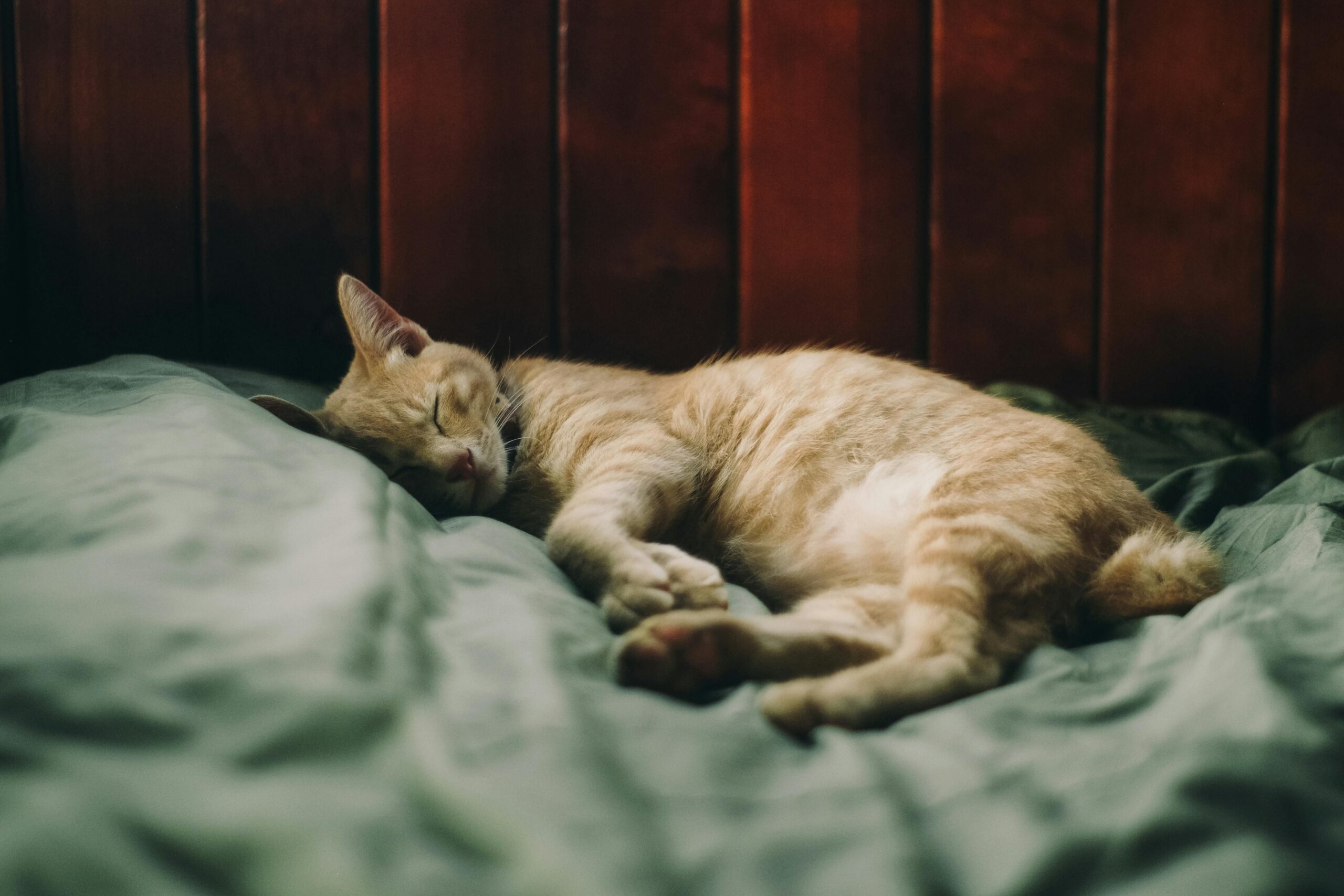 Pourquoi les yeux des chats brillent-ils la nuit ?